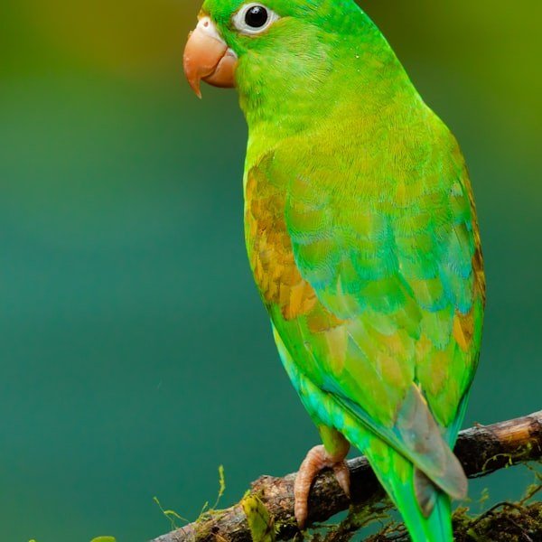 Rio - Scarlet Macaw