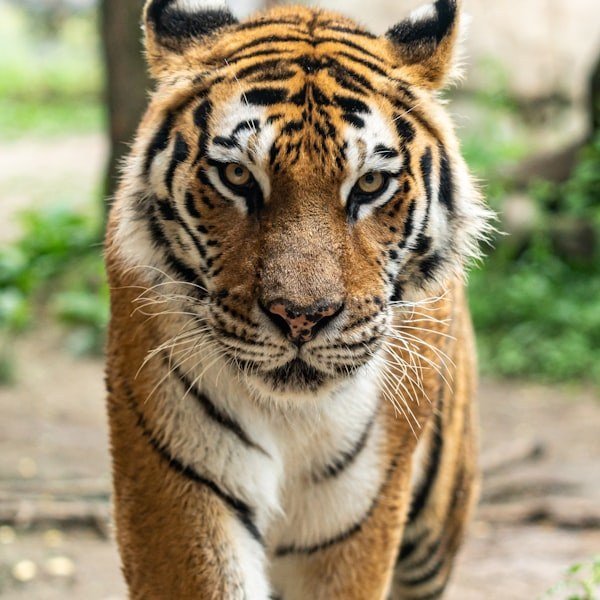 Solstice - South American Ocelot